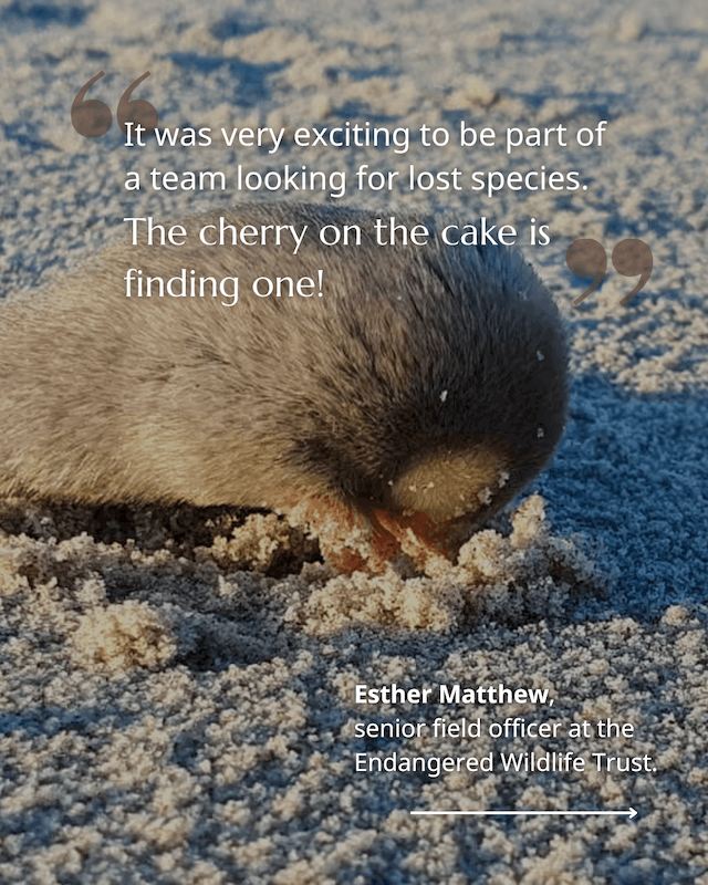 Golden Mole rediscovery 5