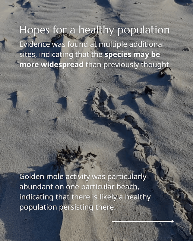 Golden Mole rediscovery 6