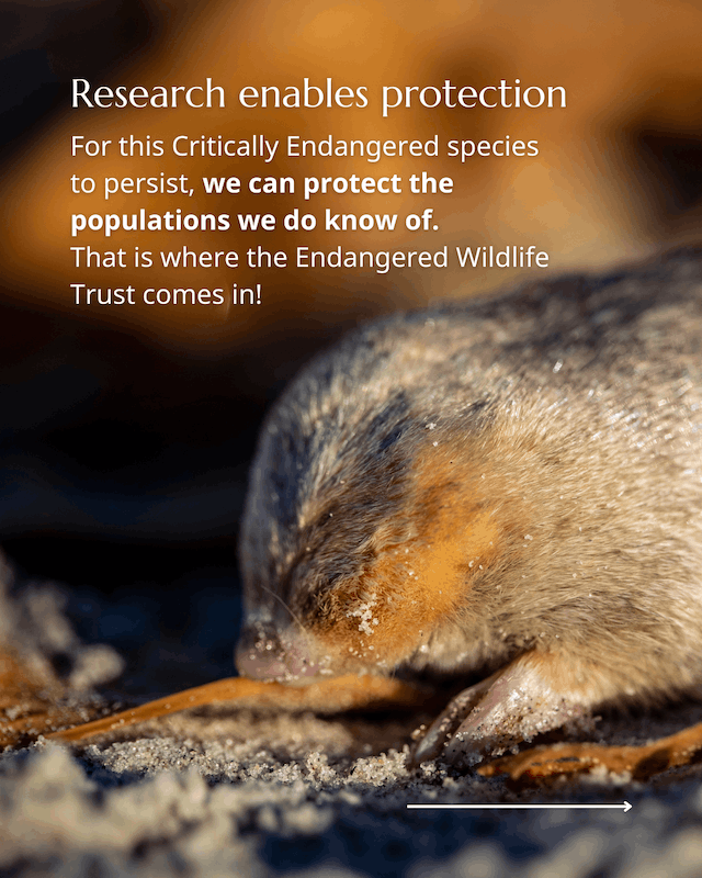 Golden Mole rediscovery 7