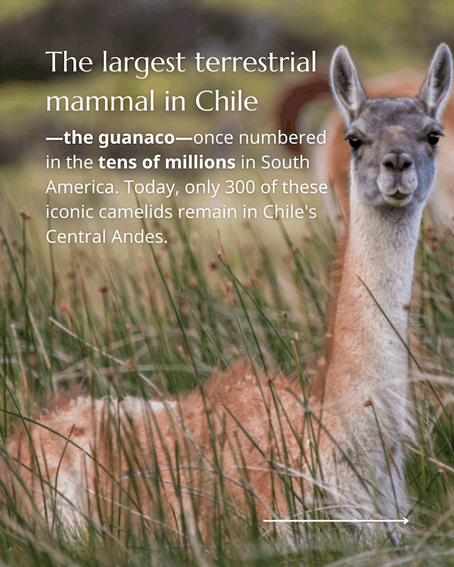 Guanaco roam again rewilding Chile 2