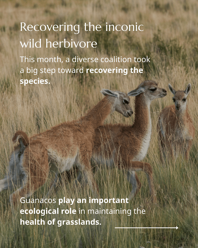 Guanaco roam again rewilding Chile 3
