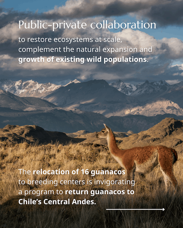 Guanaco roam again rewilding Chile 4