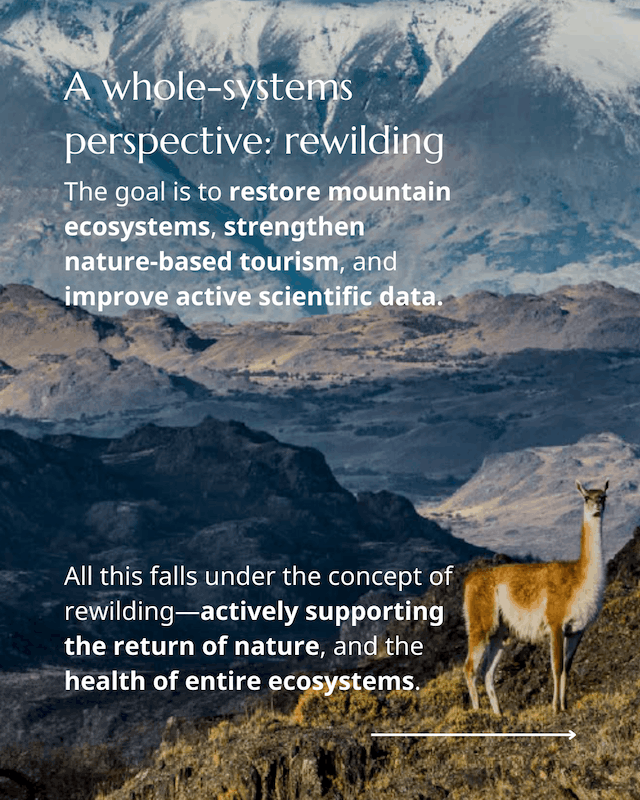 Guanaco roam again rewilding Chile 5