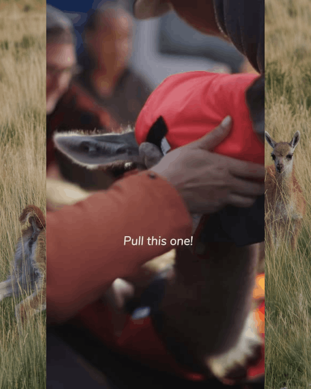 Guanaco roam again rewilding Chile 7