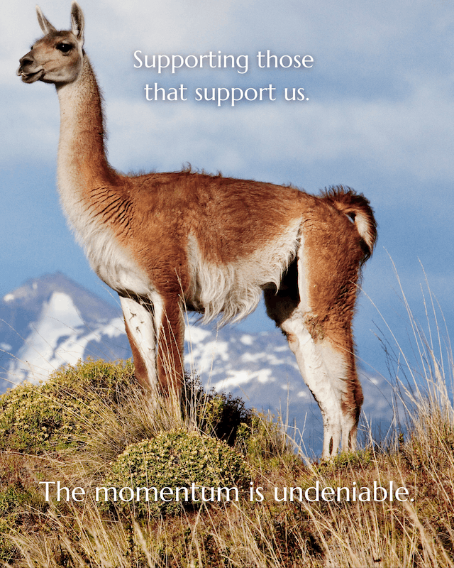 Guanaco roam again rewilding Chile 9