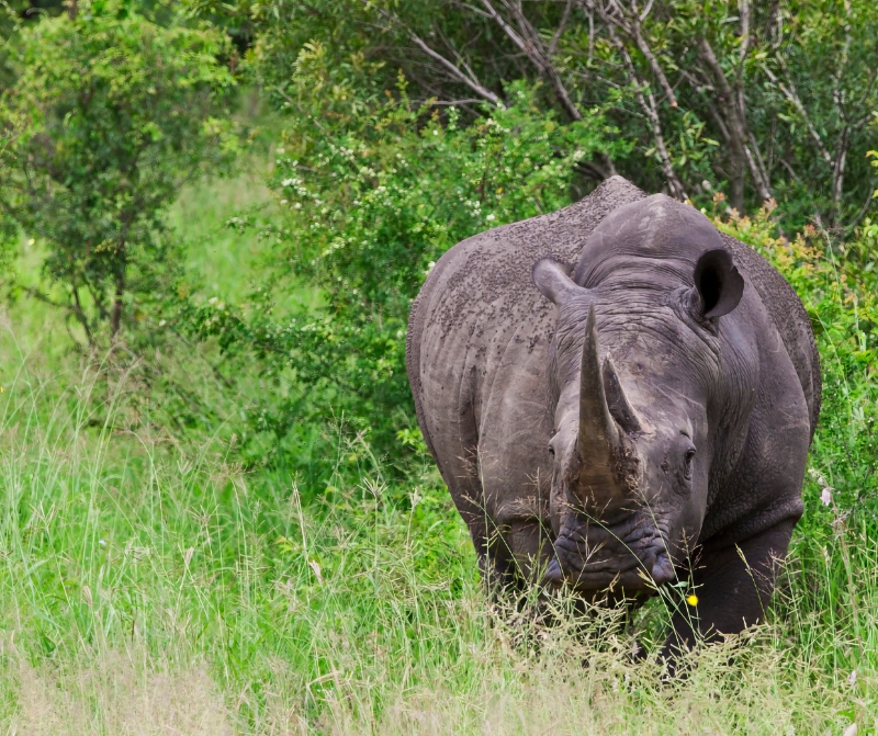 Hluhluwe-Imfolozi National Park