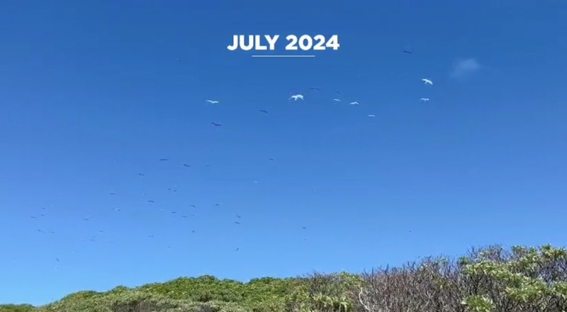 Marshall Islands rewilding success story