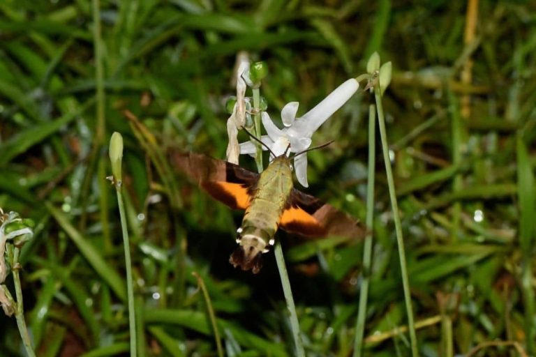 Moth. Credit: NatureFuture