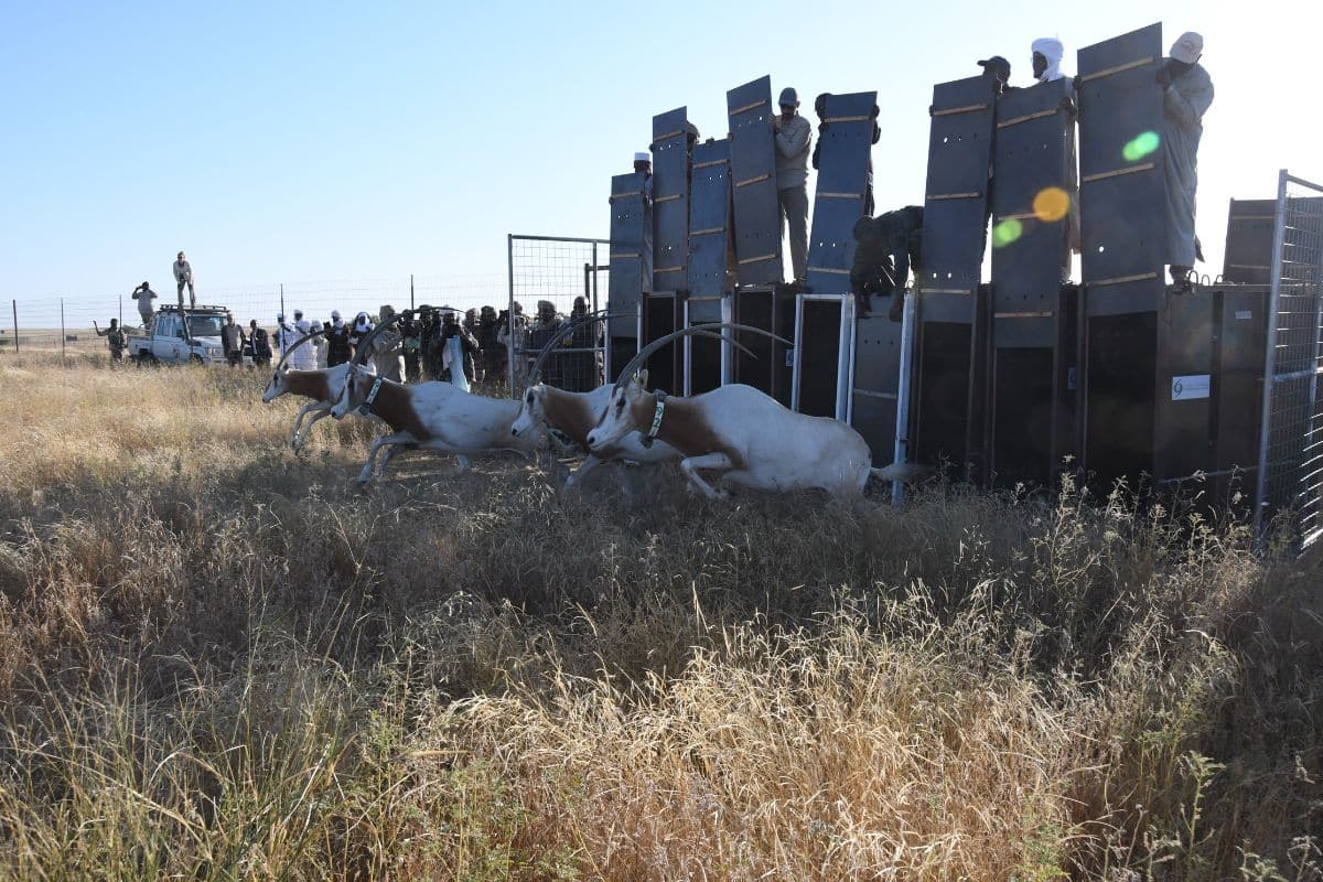 Oryx Release (November 2024), Credit: John Newby, Sahara Conservation
