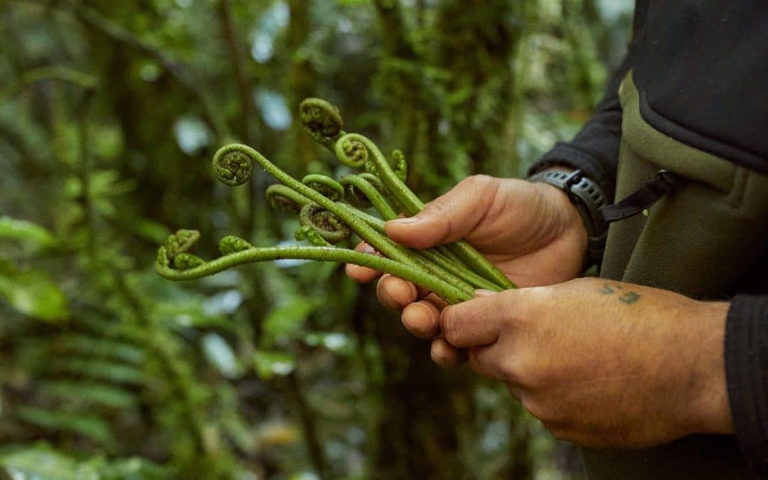 Manaaki Kaimai Mamaku Trust: Restoring the Mauri of a significant New Zealand Forest