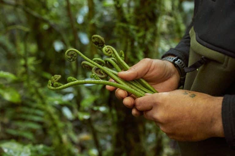 Pikopiko, young coiled fern fronds foraged for eating in Spring. Credit_ Cam Neate for Manaaki Kaimai Mamaku Trust