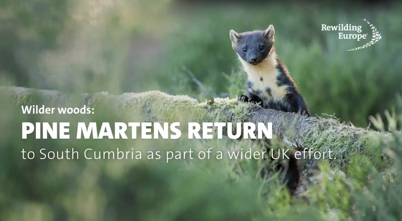 Pine marten rewilding success story