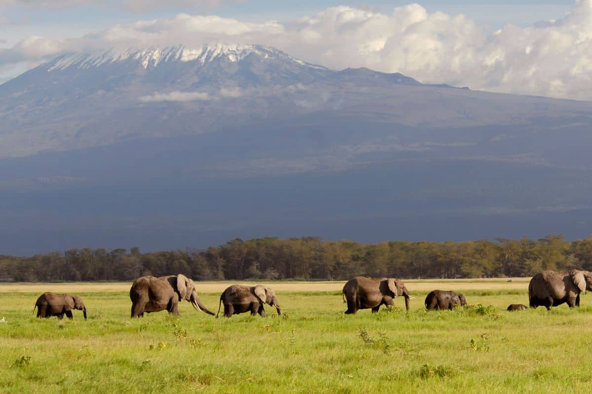 Amboseli National Park. Amboseli. Credit_ oversnap from Getty Images Signature