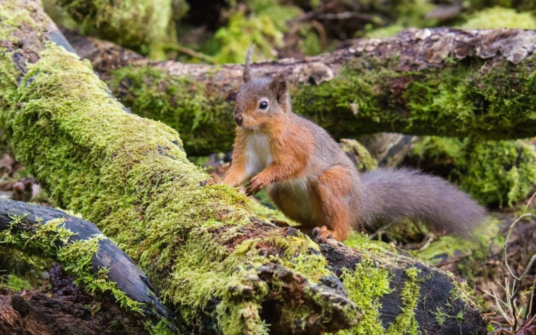 Red Squirrel. Credit: Bright Green Nature