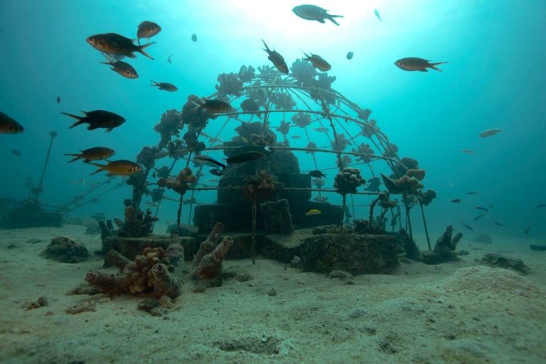 Underwater structure Credit: ReefWatch Marine Conservation