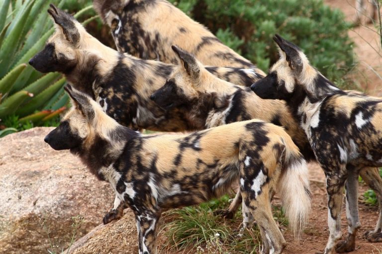 African wild dogs credit: Shazzashaw from Getty Images Signature