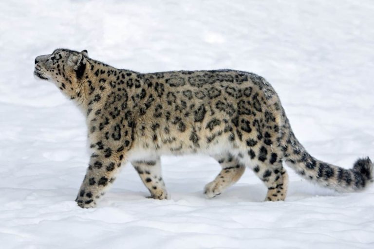 Snow Leopard