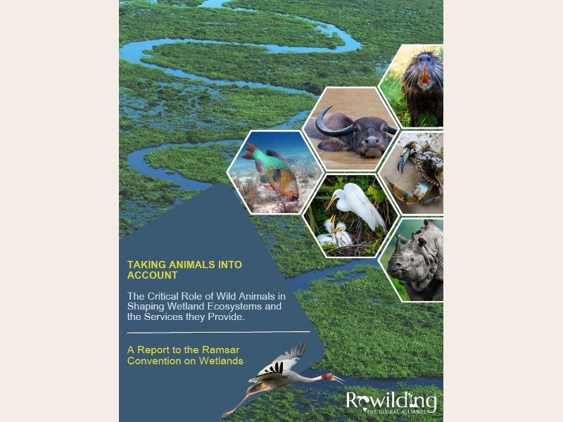 Taking Animals into Account report