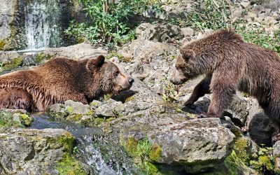 Wildwood Trust: Rediscover the rhythm of British wildness