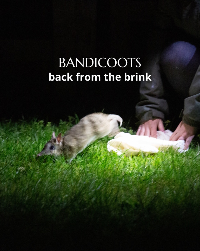 Phillip Island Bandicoot Rewilding