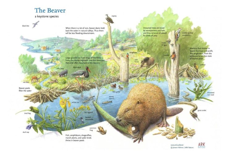 Credits: Jeroen Helmer / ARK Rewilding Netherlands