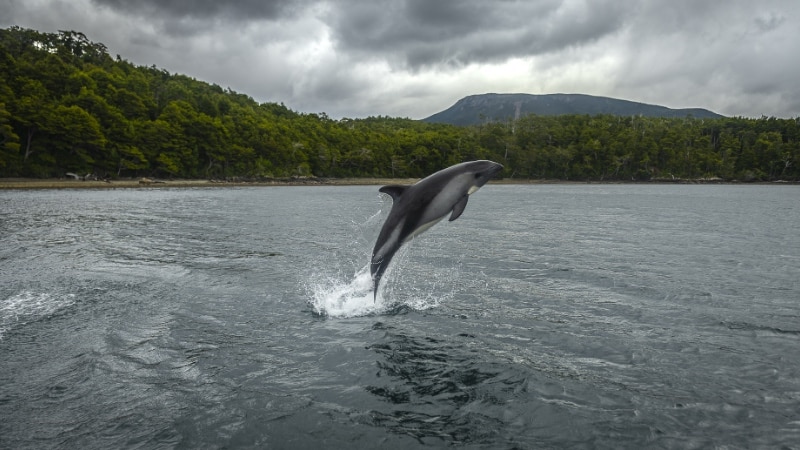 Dolphin leaping from the ocean