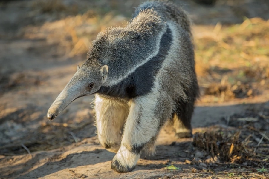 giant anteater