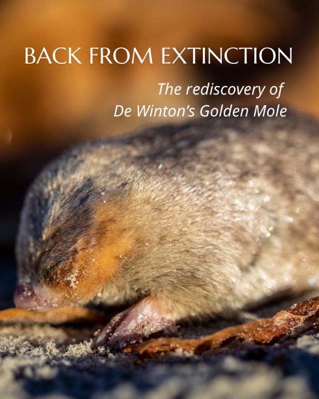 Golden Mole rediscovery