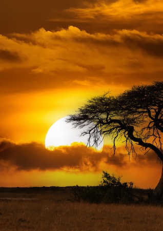 Mongabay thumbnail