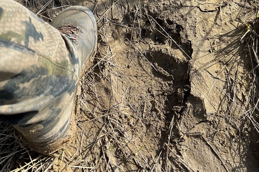 grizzly bear footprint