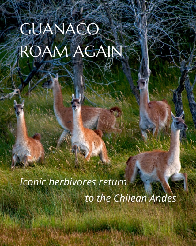 Guanaco translocation in Chile