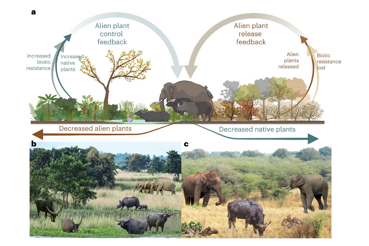 Megaherbivores provide biotic resistance against alien plant dominance