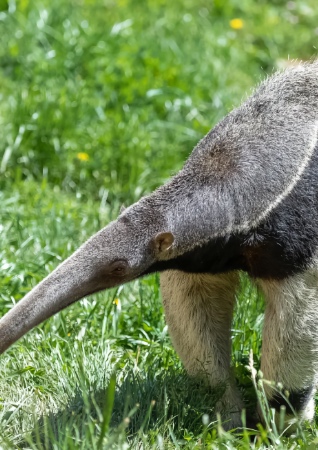 Mongabay thumbnail