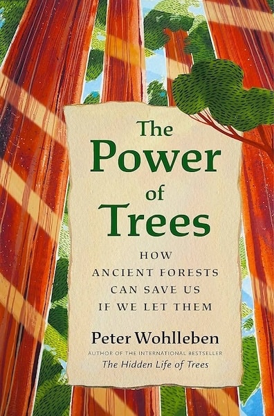 The Power of Trees: How Ancient Forests Can Save Us If We Let Them
