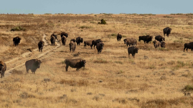 Bison rewilding the praries