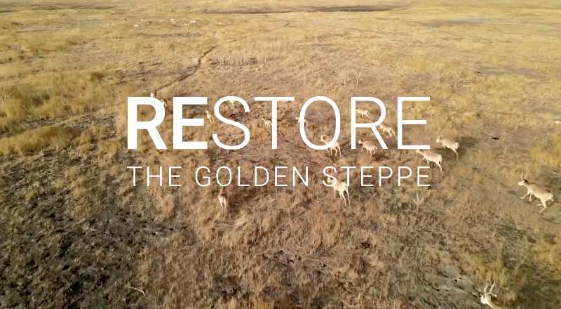 Restoring the Saiga Antelope on Kazakhstan&rsquo;s Steppe