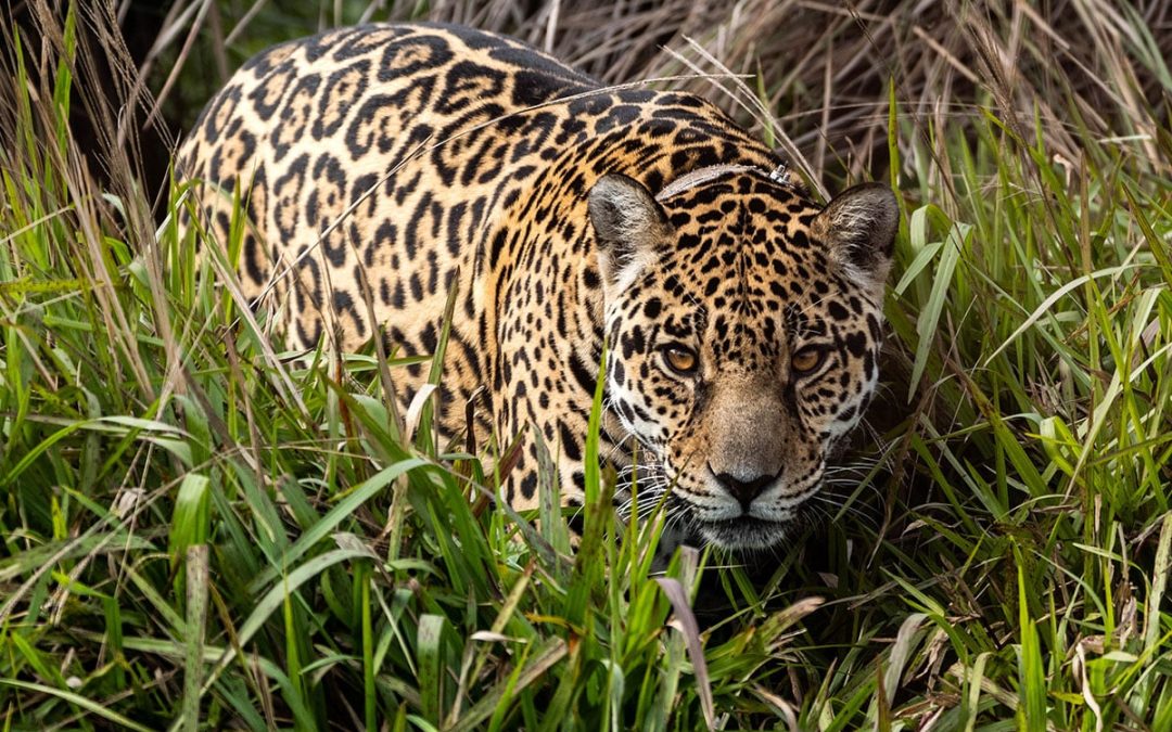 Rewilding Jaguars in Argentina: From Individuals to Ecosystems