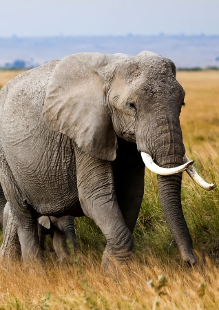 Elephant thumbnail