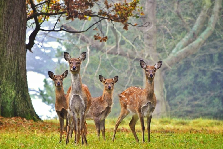 Deer herd (credit: warren farnell from Getty Images)