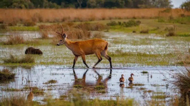 Wetland animals - Rewilding Argentina
